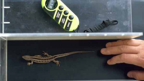 Lacerta Lizard on Treadmill