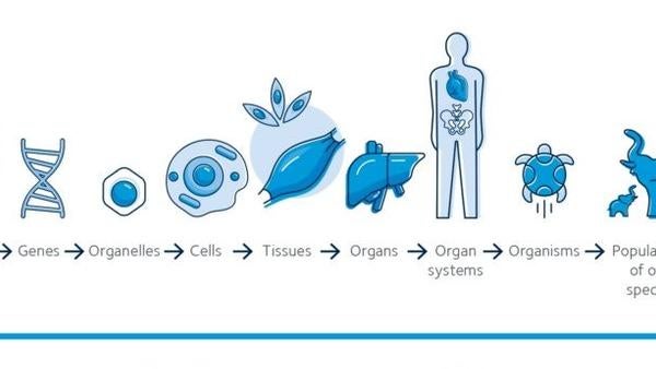 Physiology is the science of life physsoc.org