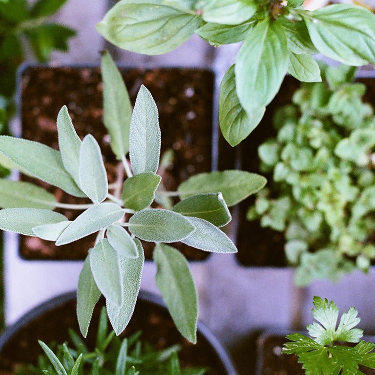 plants (c) Matt Montgomery unsplash