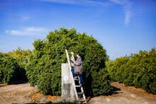 field worker standing on a ladder in an orange grove