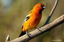 Bird sitting on a tree branch