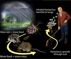 Hantavirus