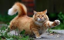 An orange cat stretching.
