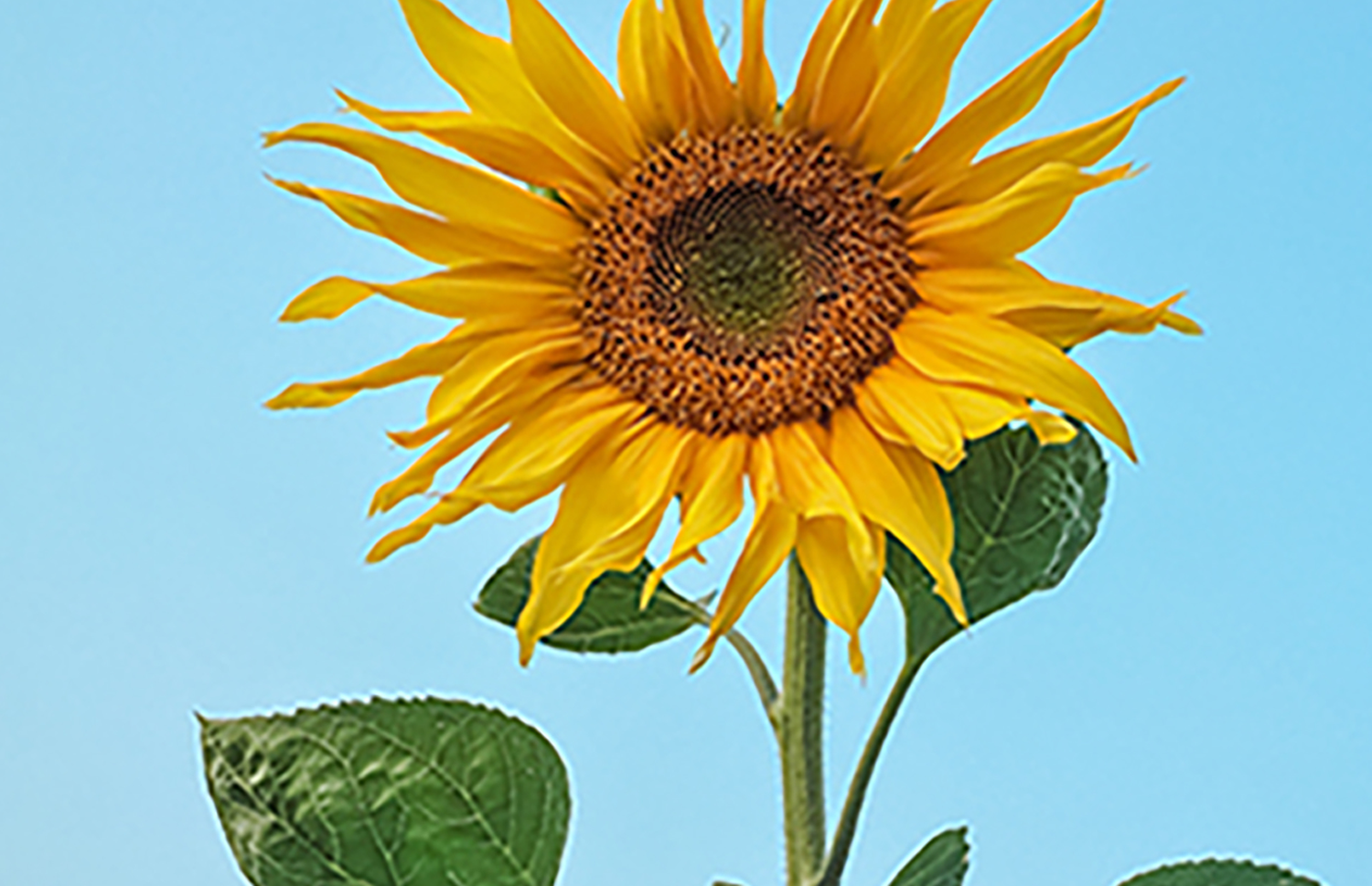 Wellness Webpage image