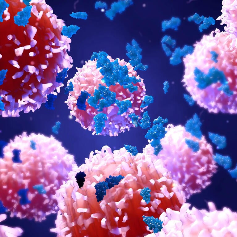 Peripheral Immune Tolerance and the 2025 Nobel Prize