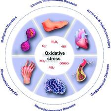 Oxidative stress and its health outcomes