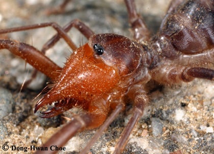 solfugid