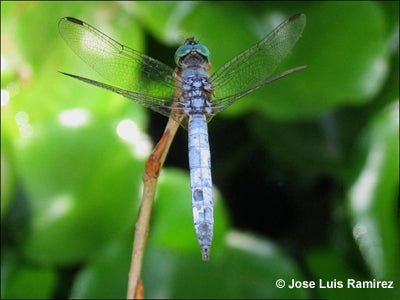 Blue Dasher Male