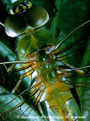dragonfly-head-thorax.jpg
