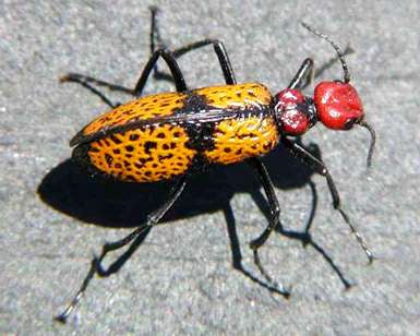 Iron Cross Beetle