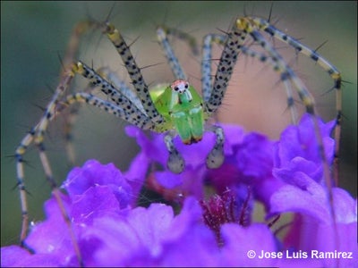Lynx spider