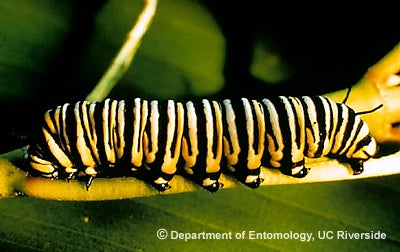 Monarch caterpillar