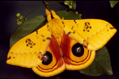 moth_2-copy2.jpg