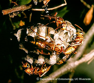 Paper wasp