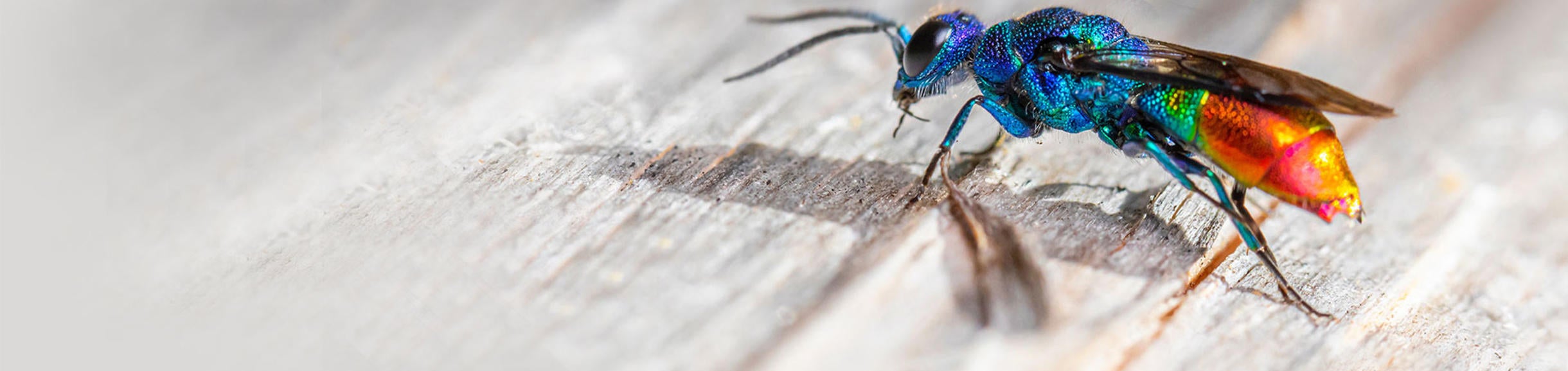 Neon colored insect (c) Erik Karits