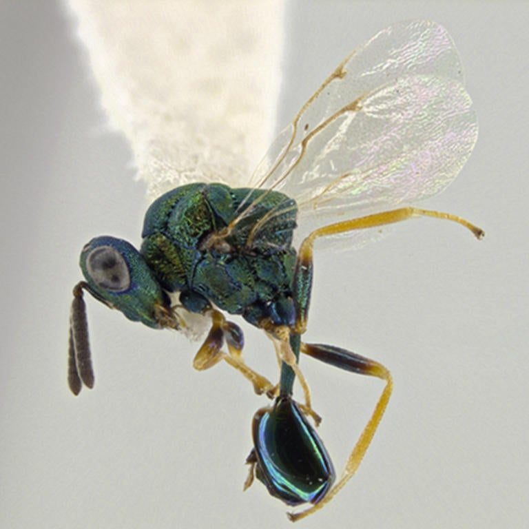 Orasema Simulatrix (c) John Heraty