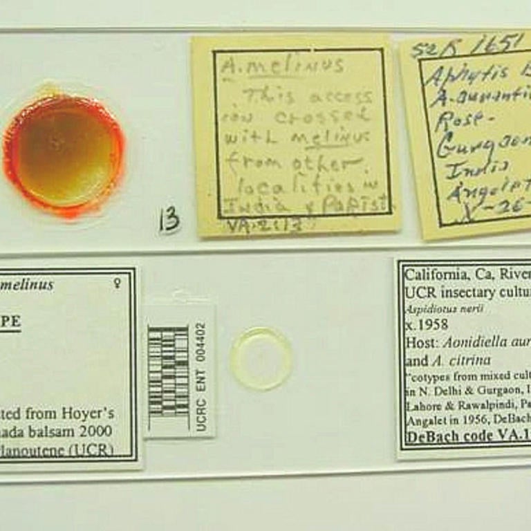  Syntype slides of Aphytis melinus DeBach before and after remounting