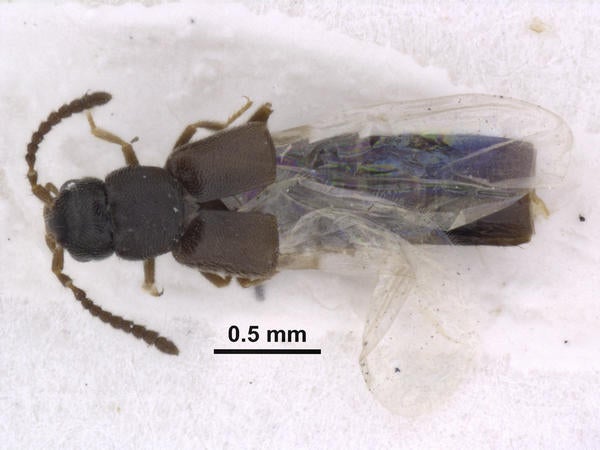 Adota colpophila Gusarov dorsal