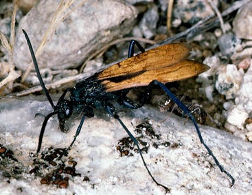  tarantula_hawk.jpg