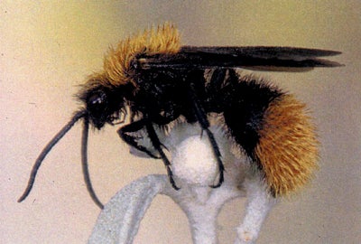 Velvet Ant