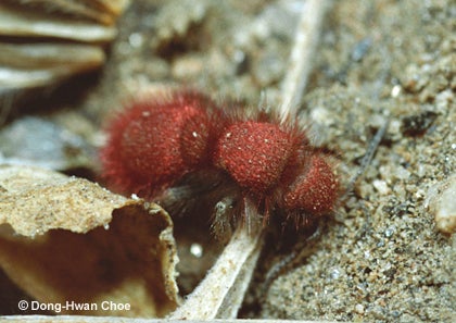 Velvet Ant