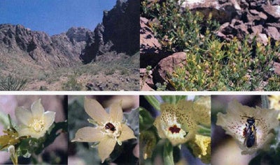 Xeralictus bicuspidariae