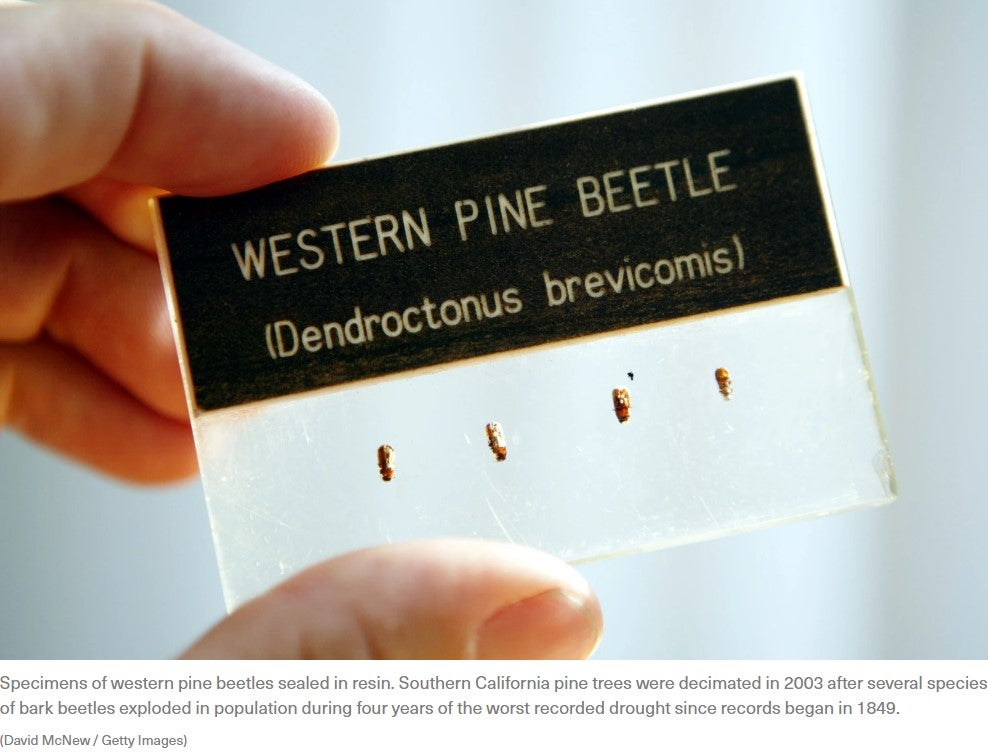 Pine Bark Beetles