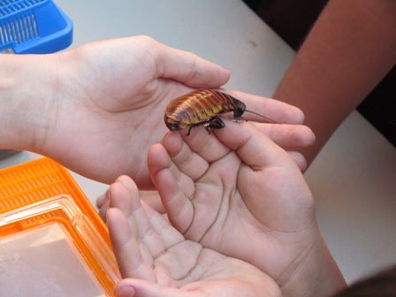 madagascar hissing cockroach