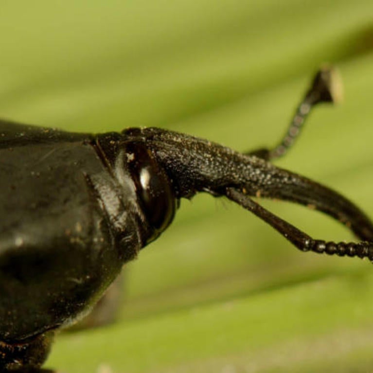 Palm Weevil