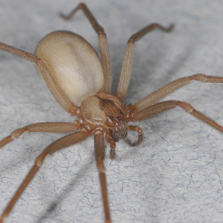 Brown Recluse