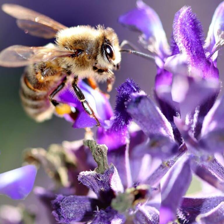 3 bees on purple flowers