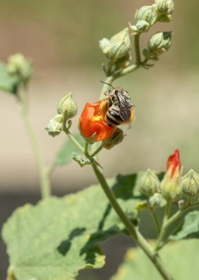 Female Melissodes.jpg 