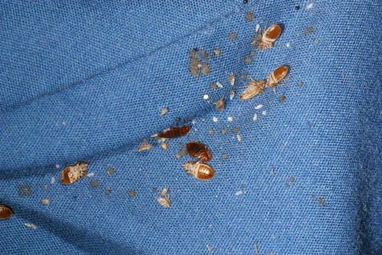 bed-bug-and-cast-skin-on-fabric-1.jpg