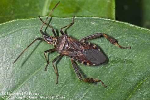 leaffooted bug ucanr
