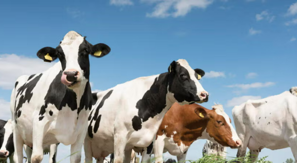 Cows in front of blue sky with clouds.
