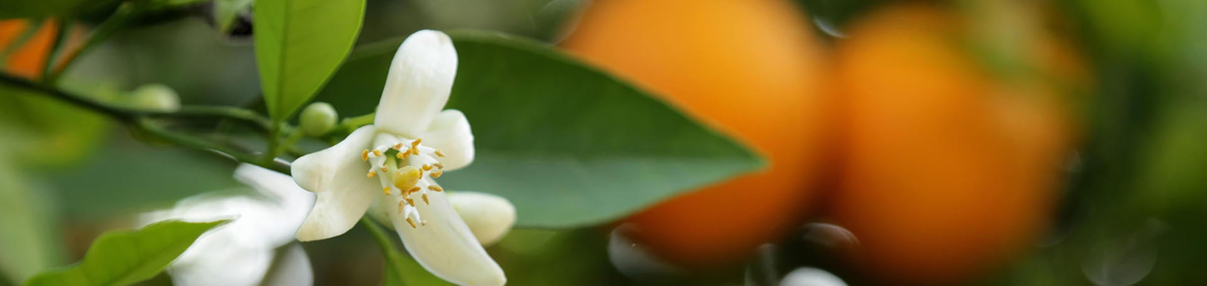 orange blossom (c) UCR/Stan Lim