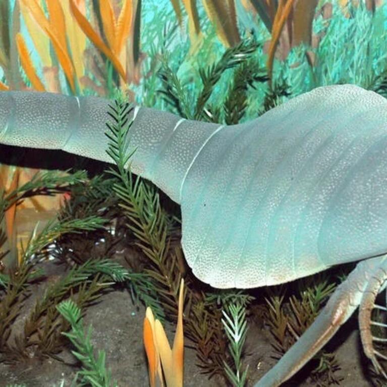 Ancient sea creature roaming sea floor