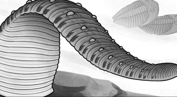 Rare fossil reveals ancient leeches weren’t bloodsuckers