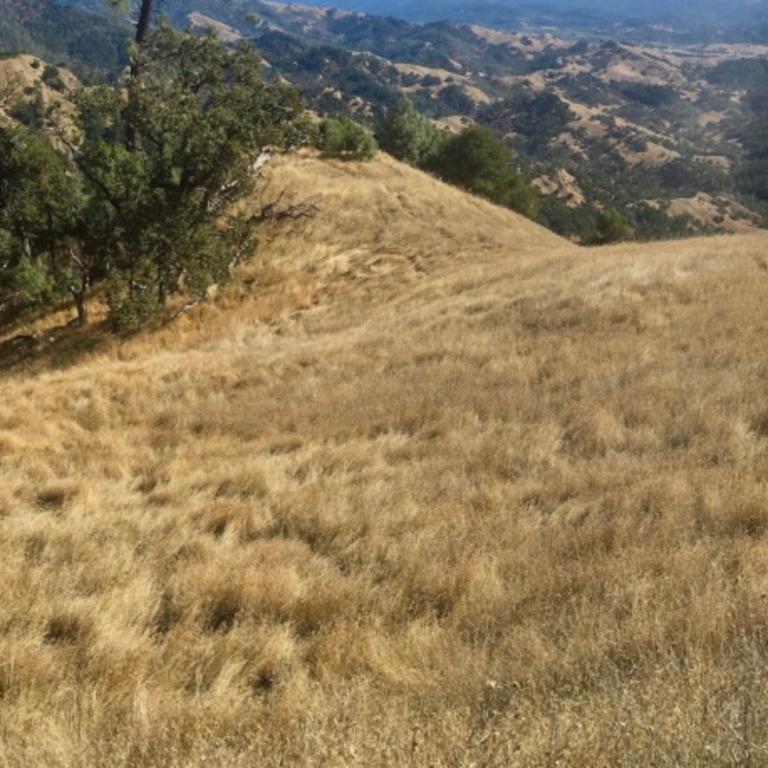 Image of golden rolling hills with trees.