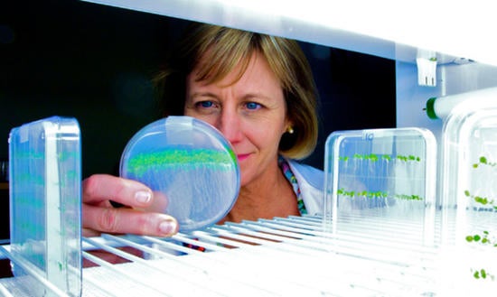 Dr. Julia Bailey-Serres