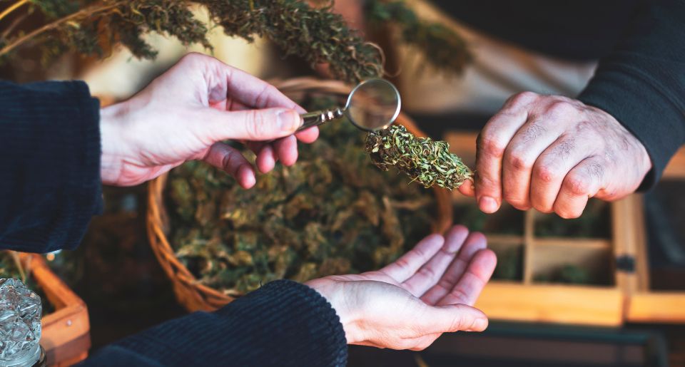 Two men examining marijuana bud for quality