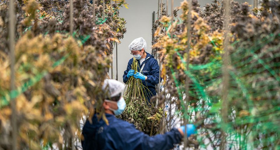 Cannabis growers cultivating marijuana plant stock