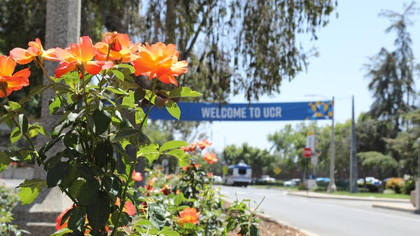 Orange roses in front of Welcome to UCR banner