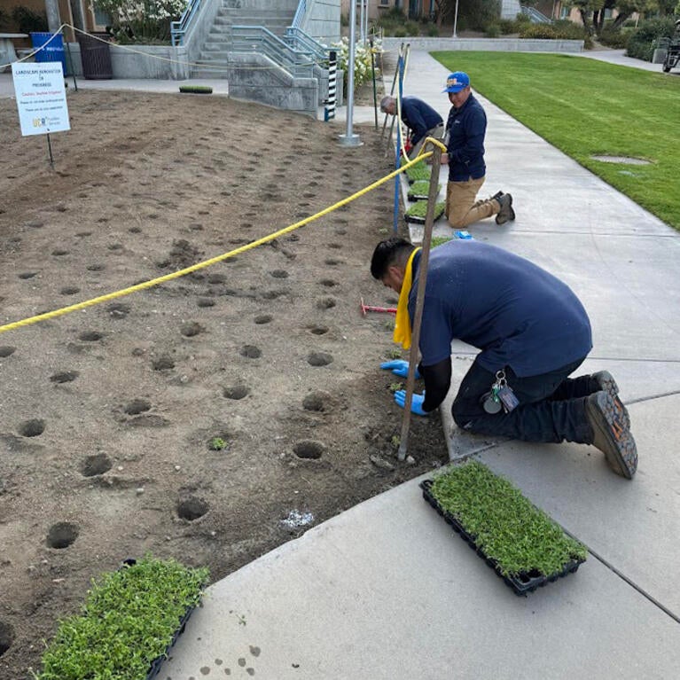 People planting sod