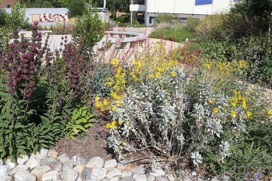 Pink and yellow desert flowers along a path