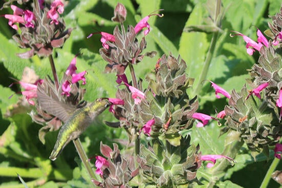 Hummingbird getting nectar from pink desert flower