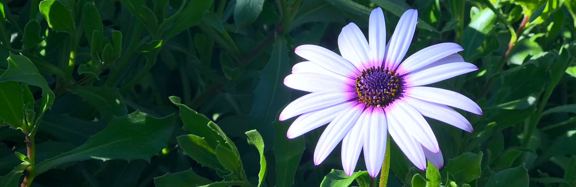 African Lily (c) Ilse Ungeheuer