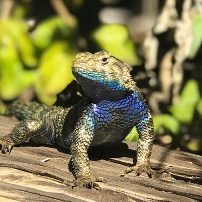 UC Riverside Botanic Gardens lizard
