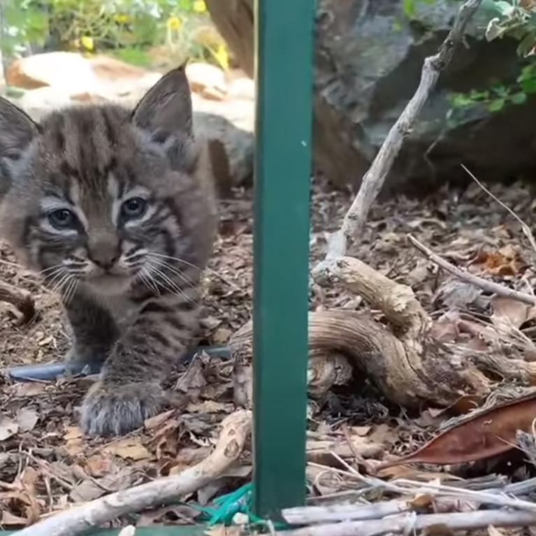 Bobcat kitten