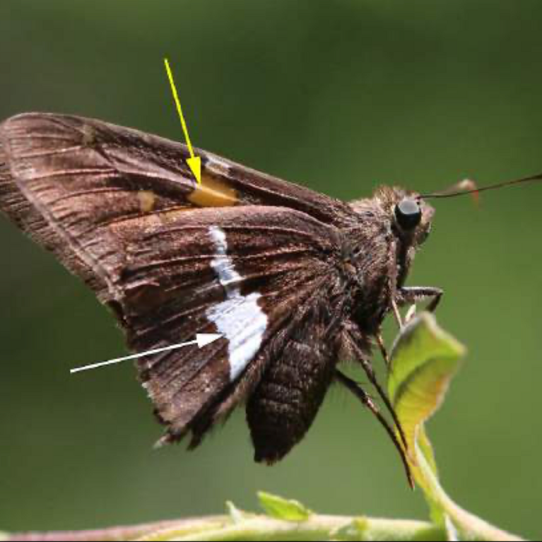 Silver Spotted Skipper
